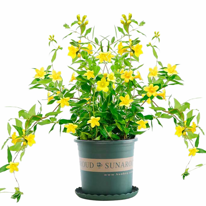 黄茉莉花盆栽植物花卉室内阳台香水茉莉花苗爬藤绿植浓香庭院花卉