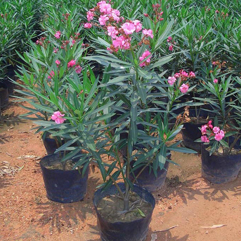 夹竹桃四季常青花盆栽半年红驱蚊虫花卉植物绿植盆栽室内外柳叶桃