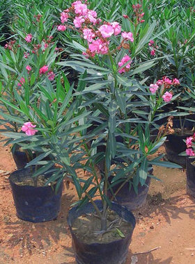 四季常青驱蚊虫花卉绿植盆栽