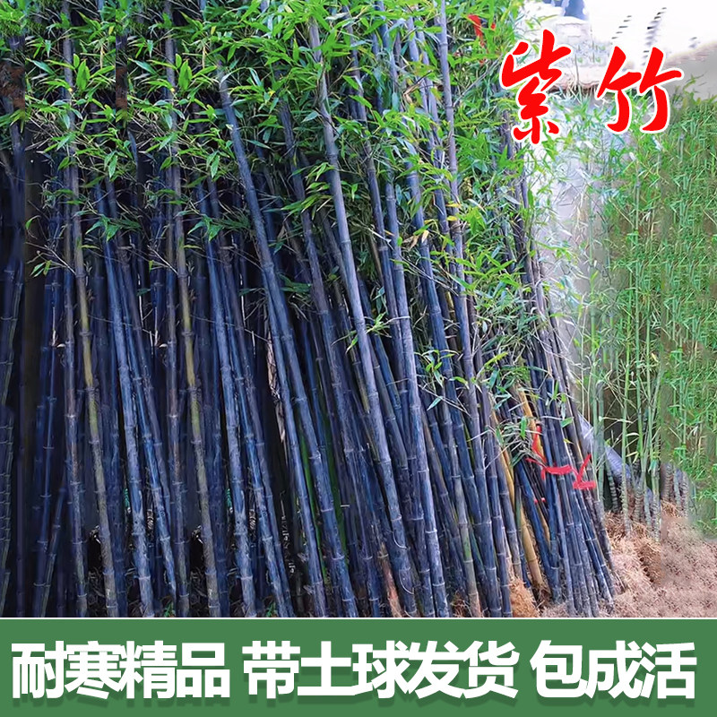 庭院绿植竹子苗常青竹子树苗耐寒多年生大竹苗黄金竹苗紫竹屏风竹