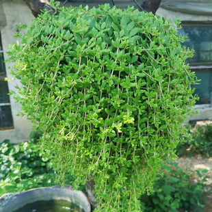 垂盆草吊兰室内阳台盆栽绿植四季 饰庭院爬地 常青花卉佛甲草绿化装