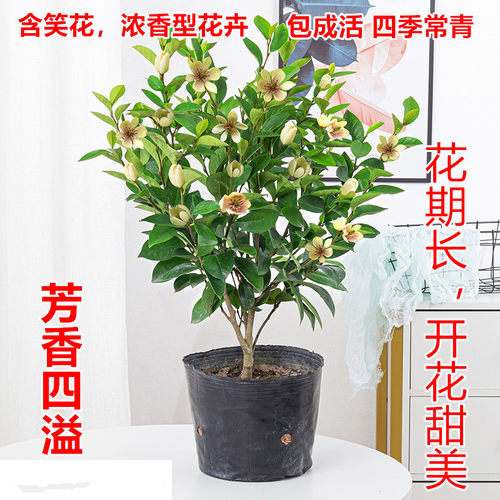 浓香含笑花苗盆栽含笑树苗芳香型花卉植物净化室内阳台耐寒耐热花