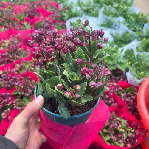 重瓣宫灯花带花带土盆栽