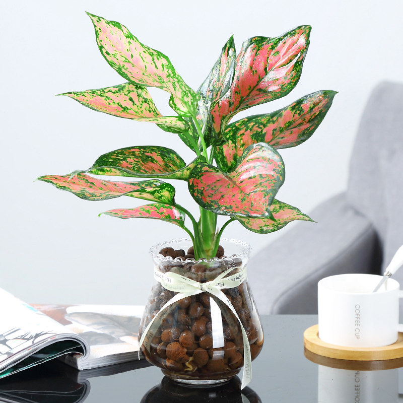 水培竹芋盆栽室内花卉阳台办公桌面小绿植青苹果红线竹芋如意植物