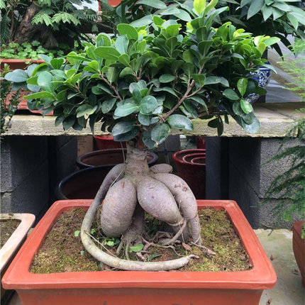 耐寒造型盆景人参小叶榕树绿植