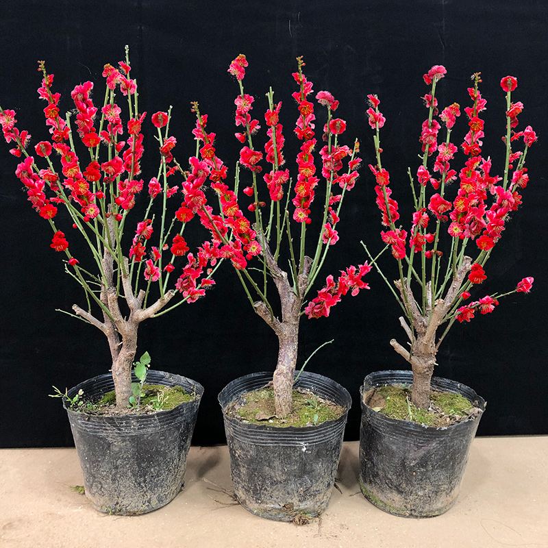 梅花树苗盆栽老桩庭院植物花卉