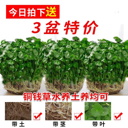 绿植四季常青带叶子大土铜钱草