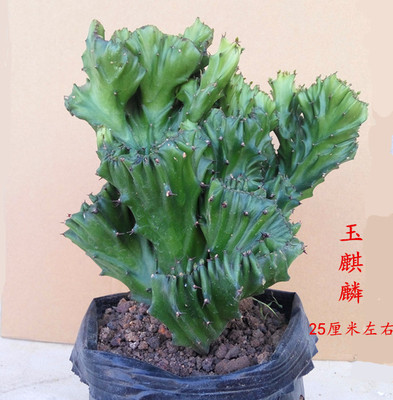 玉麒麟盆栽室内阳台绿植花卉