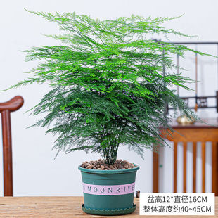 文竹盆栽植物室内阳台花卉常青云竹小绿植老桩水培绿植客厅盆景竹