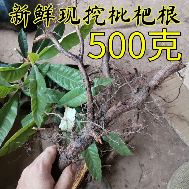 四川中药材中草药新鲜枇杷根 枇杷叶子 干货枇杷果500克包邮