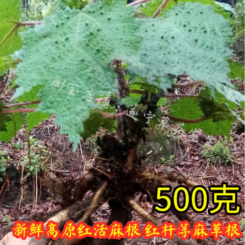 红活麻根新鲜散装四川红荨麻根