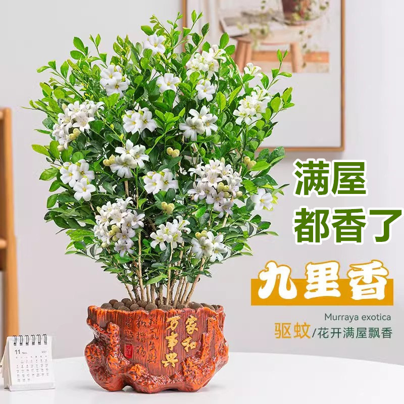 买一送一九里香盆栽室内花浓香型花苗四季开花带花苞阳台绿植庭院