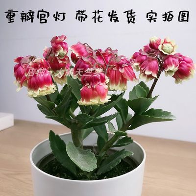 宫灯长寿花盆栽重瓣大带发货多年