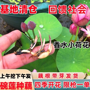 碗莲种藕水培绿植物室内四季 开花卉睡莲花小型种籽子荷花根苗盆栽