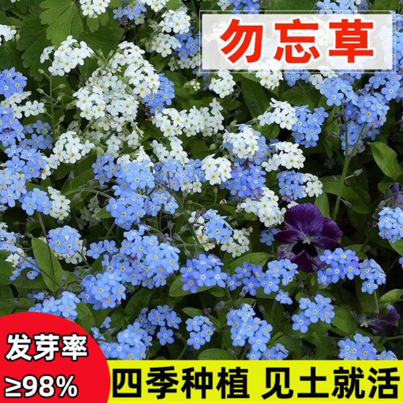 勿忘我花种四季开花多年生勿忘草种籽子阳台庭院耐寒宿根易活盆栽