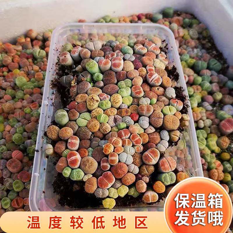 生石花番杏科多肉植物彩色pp花切糕新手套餐南非混合屁股花送盆土