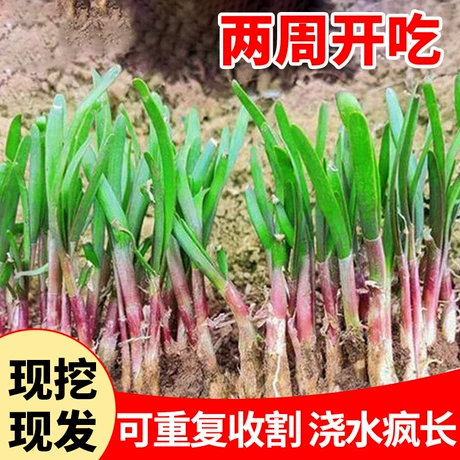 四季韭菜根苗阳台庭院种植野红紫