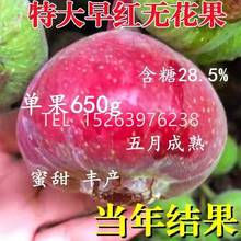 特大无花果树苗新品嫁接早熟苗南方北方种植盆栽地栽当年结果树苗