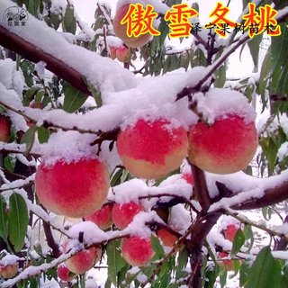 傲雪冬桃树苗南方北方种植巨型嫁接桃树苗特大盆栽地栽当年结果苗