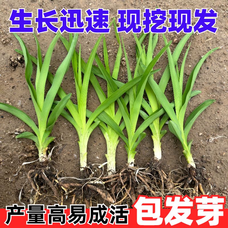 优质食用黄花菜种苗现挖卖基地直