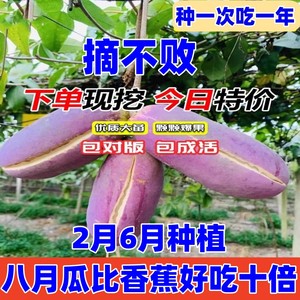 无籽八月瓜树苗野生炸南北方四季