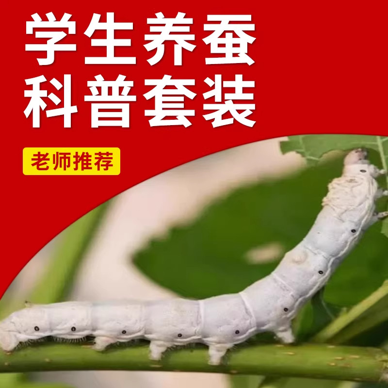 蚕宝宝活体春蚕幼虫活物蚕卵天然彩蚕儿童学生养蚕套装送新鲜桑叶