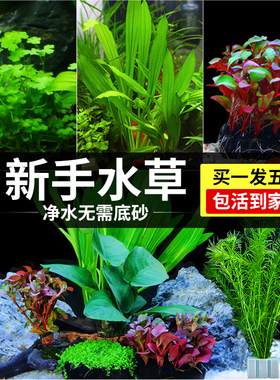 水草植物鱼缸真草冬季阴性蜈蚣草水培和鱼共养装饰摆件全套造景