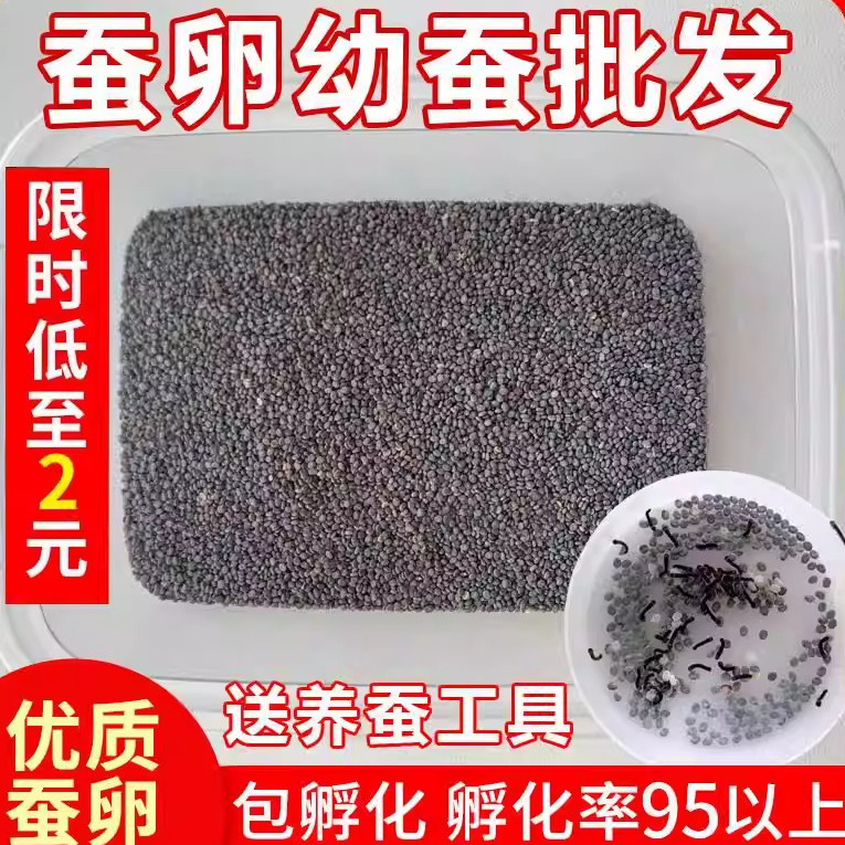 蚕宝宝蚕卵蚕籽学生养蚕套装活体蚕种春蚕送孵化盒鹅毛桑叶包孵化