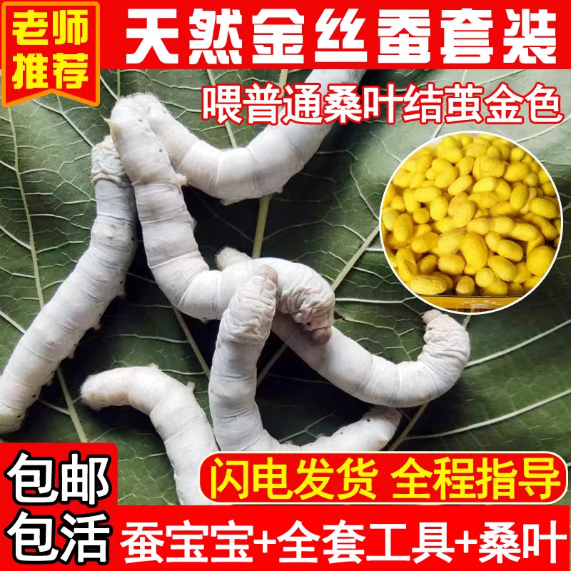 天然金丝蚕彩色蚕宝宝学生养蚕科普套装13龄蝉蚕卵河南现摘嫩桑叶