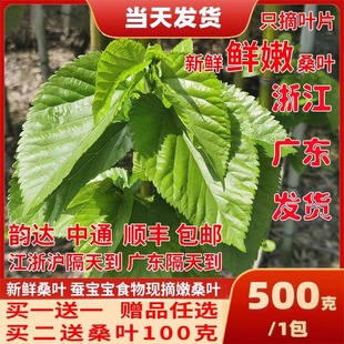 新鲜桑叶饲料学生养蚕宝宝套装蚕卵现摘嫩桑叶桑树叶大叶小蚕鲜嫩