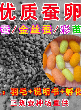 春蚕卵金丝蚕宝宝卵彩色茧蚕卵蚕七彩色蚕卵蚕种蚕子活体新鲜桑叶