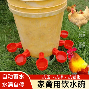 鸡用饮水碗鸽子鹌鹑自动饮水碗饮水器小鸡雏鸡喝水碗鸡鸭鹅饮水器