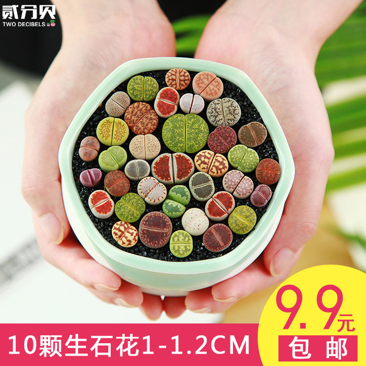 生石花整盆多肉植物组合盆栽带盆土屁股花pp花番杏科石生花屁屁花