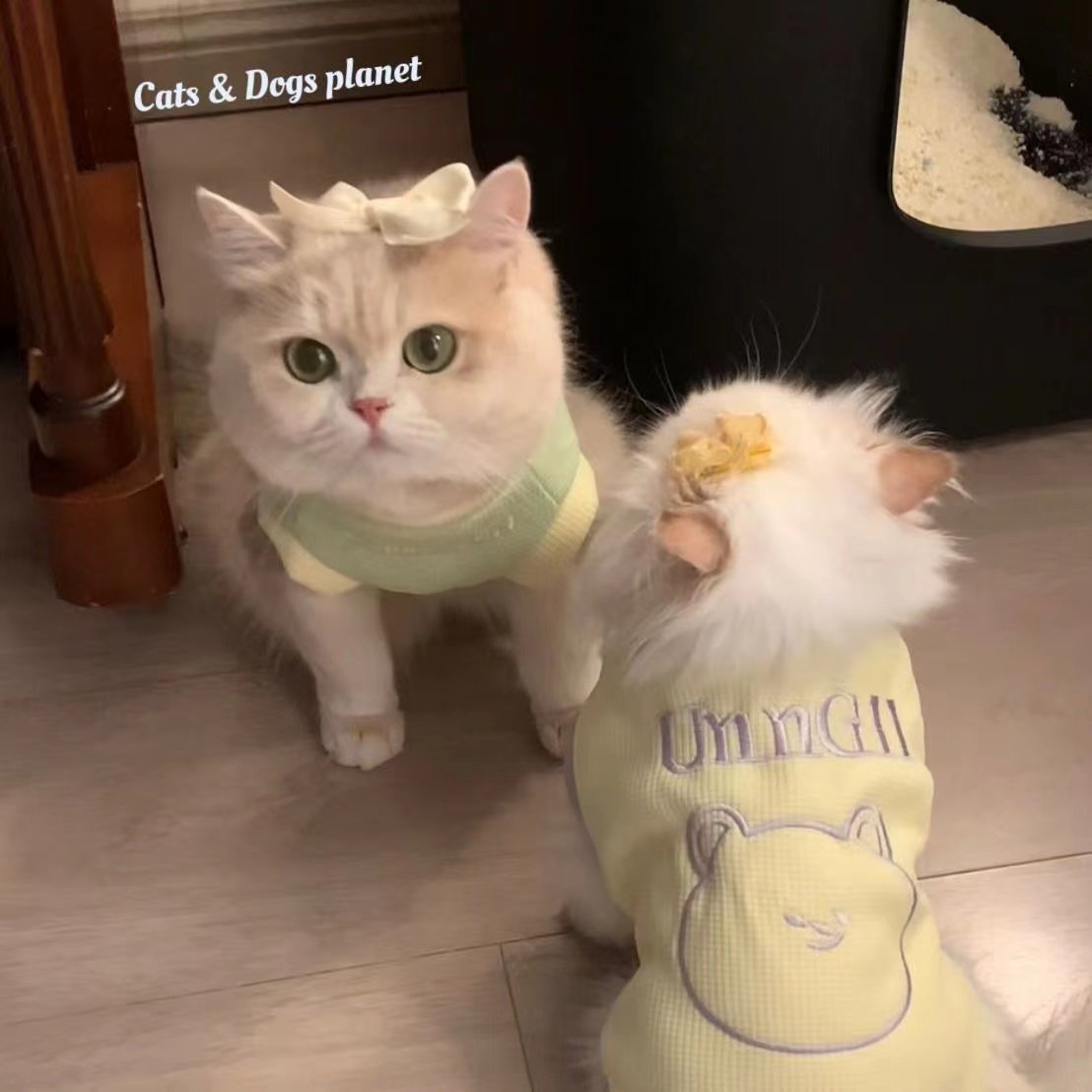 猫咪衣服撞色布偶蓝猫德文比熊马尔济斯约克夏小狗狗背心,宠物/宠物食品及用品,狗宠物服装/雨衣,淘宝优惠券,粉丝福利购,淘宝优惠卷