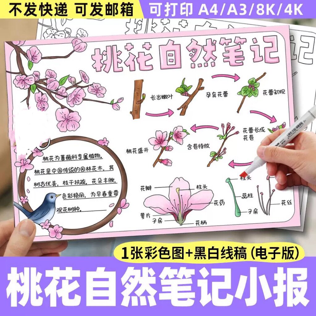 桃花自然笔记手抄报模板电子版植物生长观察日记生长记录小报线稿