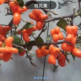 老鸦柿盆景盆栽母苗梦之雫金弹子树苗观果可结果小苗可挂果可挂果