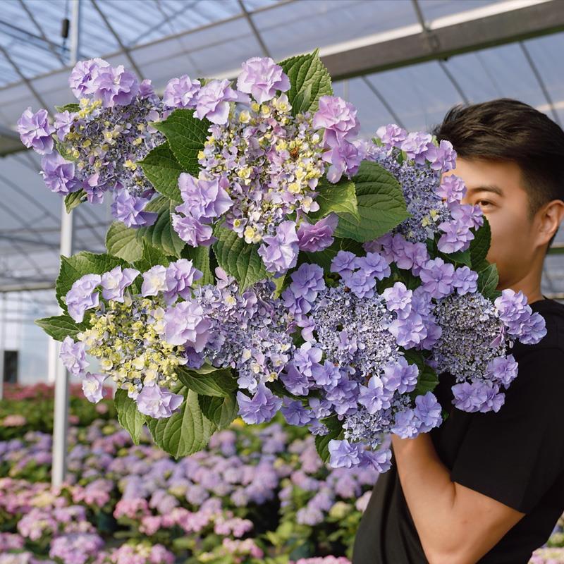 种花王大爷 绣球花苗盆栽多年生花卉阳台庭院植物观花八仙花