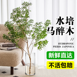 速发切醉木水培植物客厅绿植桌面水养吊钟枝栽真树鲜马盆条美男树