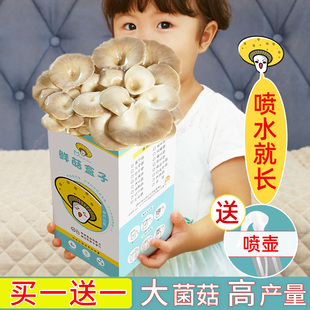 速发蘑菇盆栽儿童种观小桌察日记植物生长幼儿园农场学生植面盒子