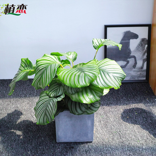 速发大青芋芋 办公室内翠常盆栽豹纹竹芋双线银纹竹竹观叶 叶州