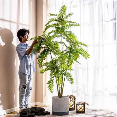 速发2025新大型香椿树植物盆栽绿植造景摆件植内室厅绿客假树装饰