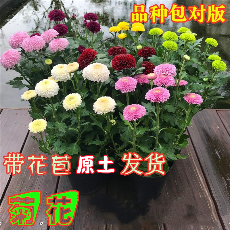 菊花盆栽带花苞四季开花千头菊墨菊大菊花苗室内阳台绿植秋菊-封面