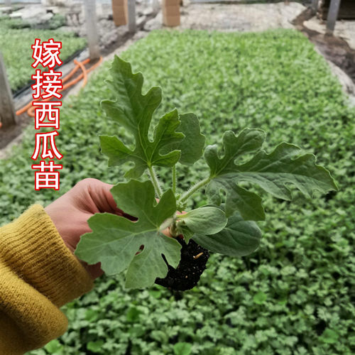 嫁接阳台盆栽大棚种植甜瓜苗