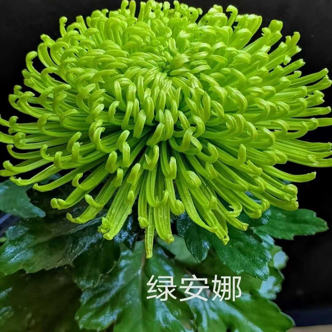 绿安娜菊花苗盆栽四季花开
