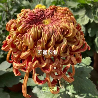 大菊花苗蟒龙袍菊花苗