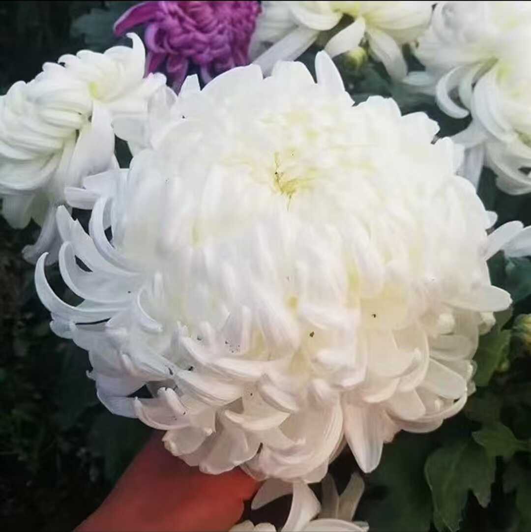 庭院阳台好养活白绣球菊花苗盆栽