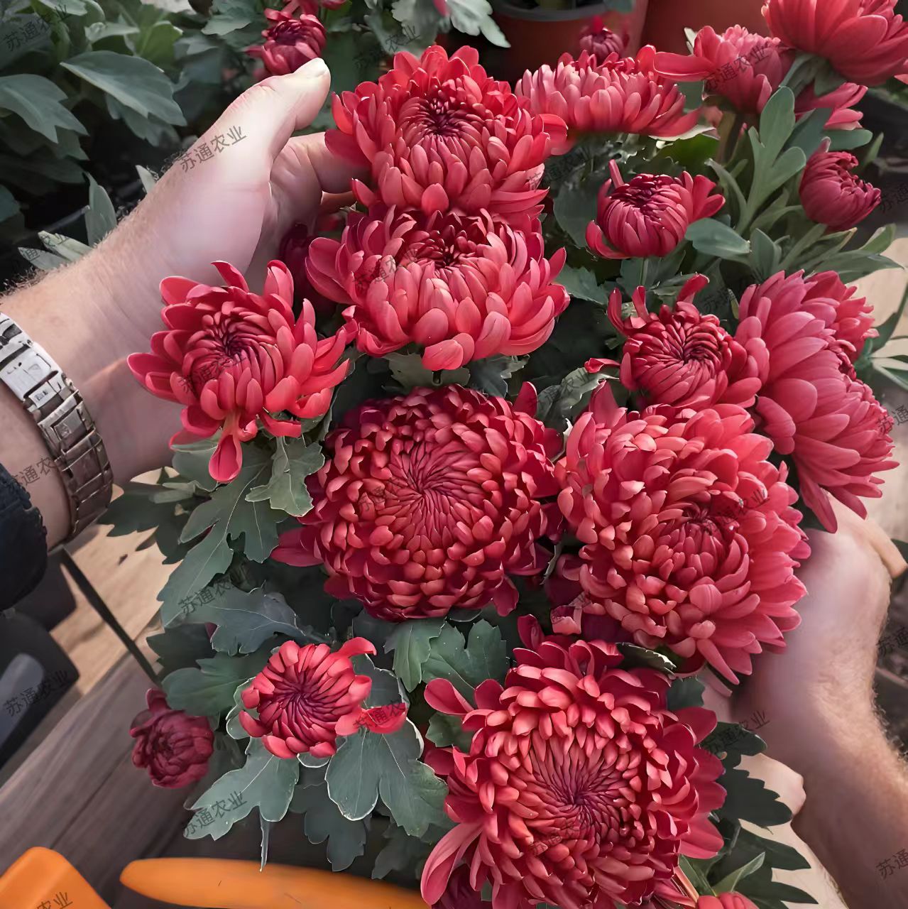 红绣球盆栽菊花苗室内外阳台花卉好养花九月菊秋菊