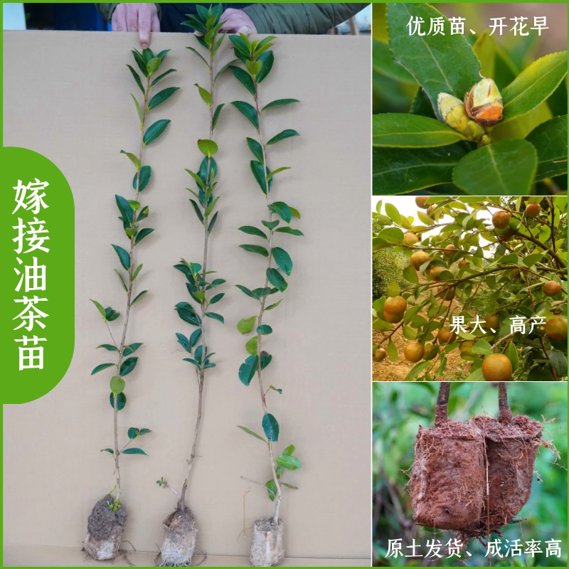油茶树苗 高产 茶籽树 油茶树苗 嫁接 软枝茶树苗山茶籽苗高产