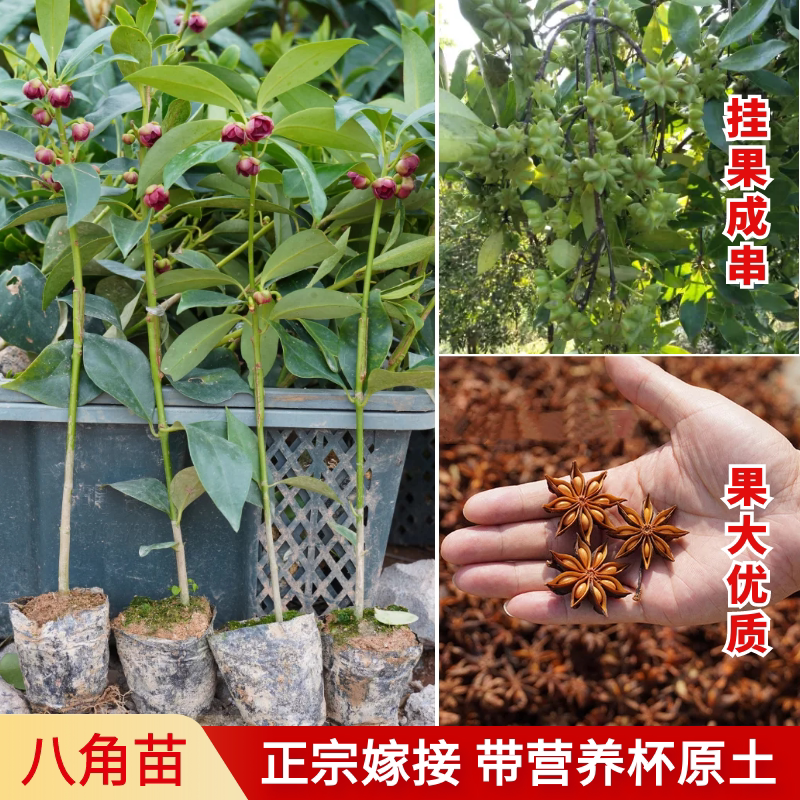 广西古龙嫁接大红八角树苗优质八角果苗基地直销带杯带叶带土发货