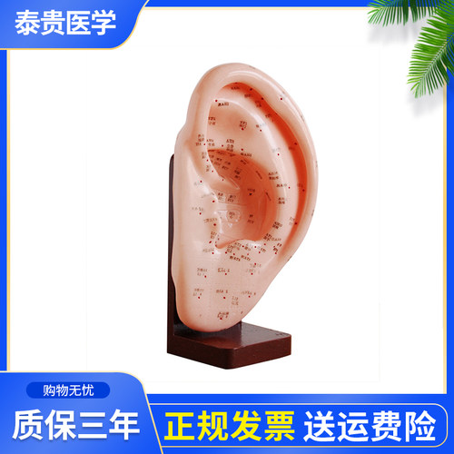 泰贵医学XC508A耳针灸模型22CM耳廓穴位分布人体内脏躯干附手册养生护理中医训练课程教学模具